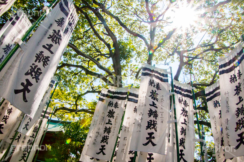 旗上弁財天社,鶴岡八幡宮,境内社,神社,源氏池,源頼朝,白旗,旗,奉納,旗挙げ,守護神,弁財天,源氏