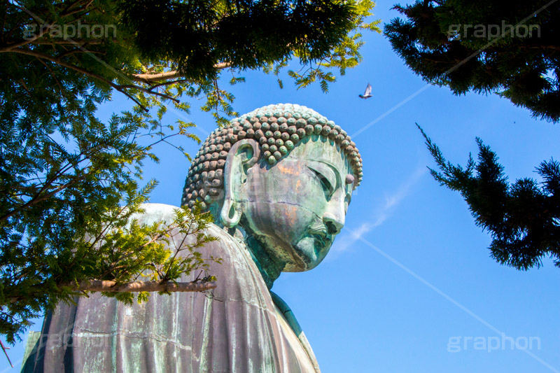 鎌倉大仏,大仏,鎌倉大仏殿高徳院,長谷の大仏,阿弥陀如来像,銅像,高徳院,こうとくいん,神奈川,鎌倉,長谷,浄土宗,寺院,寺,国宝,大異山,巨大,temple,japan,名所,青空