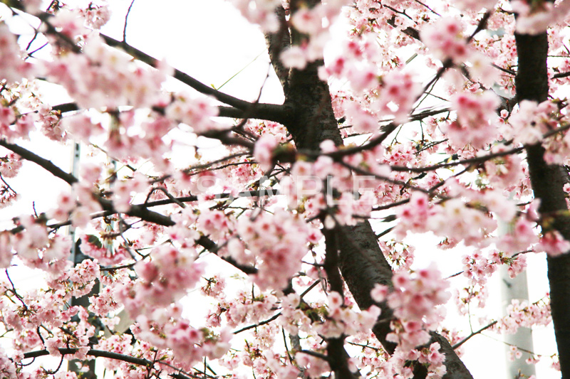 河津桜,桜,さくら,サクラ,桜まつり,花見,お花見,花,お花,フラワー,はな,flower,spring,japan,綺麗,きれい,キレイ,満開,咲,春,blossom,japan,ひな祭り,雛祭り,ひなまつり