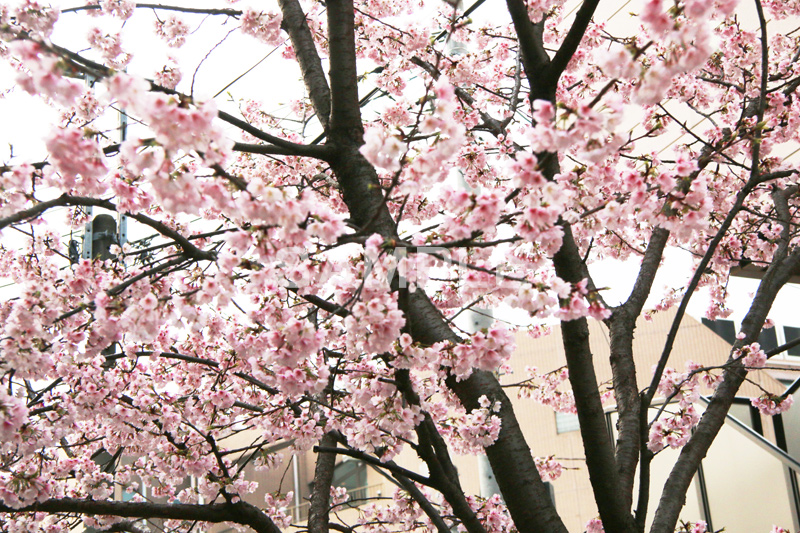 河津桜,桜,さくら,サクラ,桜まつり,花見,お花見,花,お花,フラワー,はな,flower,spring,japan,綺麗,きれい,キレイ,満開,咲,春,blossom,japan,ひな祭り,雛祭り,ひなまつり