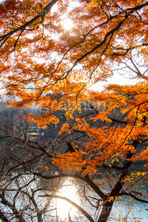 秋の北の丸公園,北の丸公園,千代田区,皇居,国民公園,公園,江戸城,千鳥ヶ淵公園,九段下,武道館,秋,紅葉,park,autumn,逆光,フレア,flare,堀