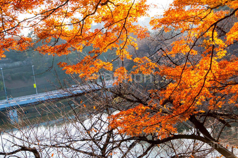 秋の北の丸公園,北の丸公園,千代田区,皇居,国民公園,公園,江戸城,千鳥ヶ淵公園,九段下,武道館,秋,紅葉,park,autumn,堀