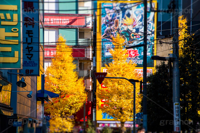 秋葉原のイチョウ並木,秋葉原,あきば,akiba,アキバ,千代田区,電気街,ゲーム,game,culture,カルチャー,サブカル,文化,おたく,オタク,紅葉,いちょう,銀杏,イチョウ,並木,japan