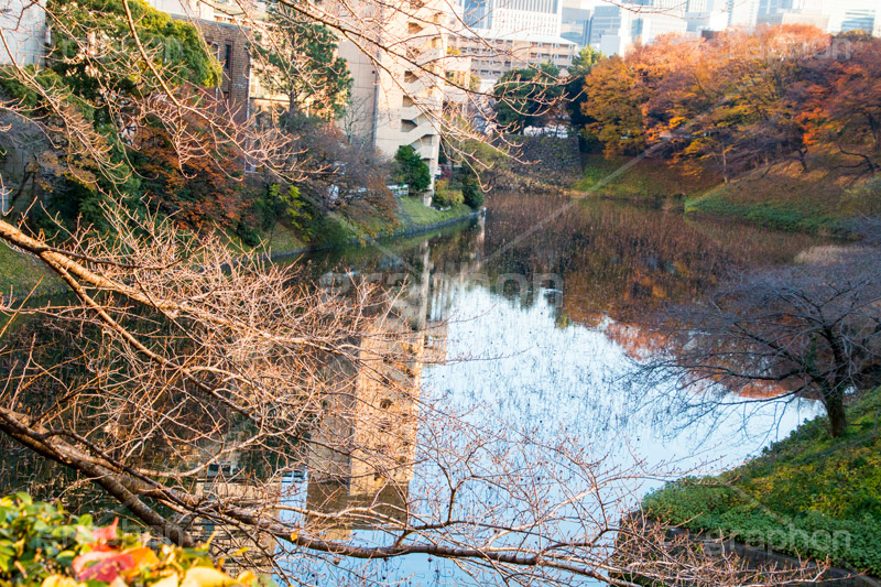 北の丸公園の堀,堀,蓮,北の丸公園,千代田区,皇居,国民公園,公園,江戸城,千鳥ヶ淵公園,九段下,武道館,枯,秋,水面,反射,リフレクション,reflection,park,autumn,japan