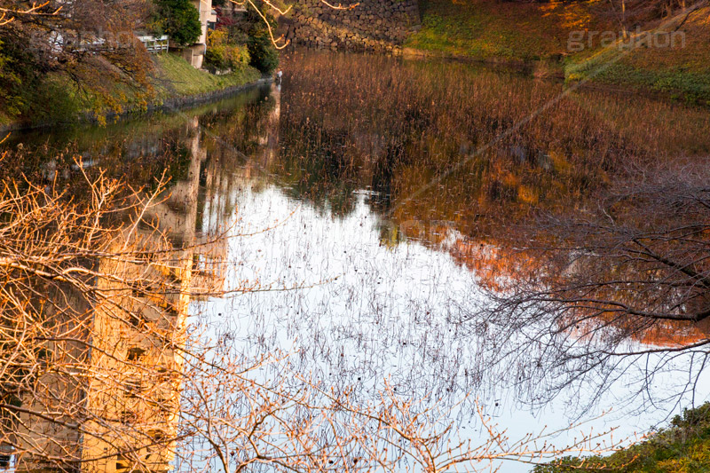 北の丸公園の堀,堀,蓮,北の丸公園,千代田区,皇居,国民公園,公園,江戸城,千鳥ヶ淵公園,九段下,武道館,枯,秋,水面,反射,リフレクション,reflection,park,autumn,japan