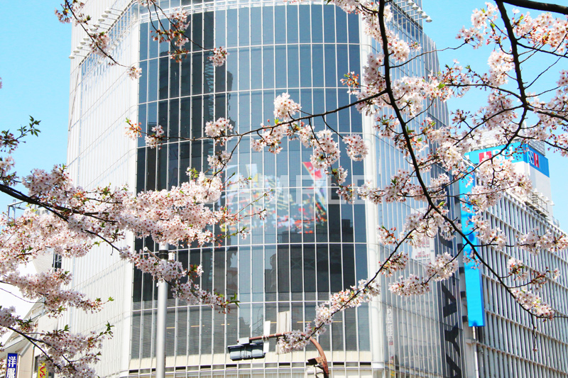 渋谷の桜,桜,ソメイヨシノ,そめいよしの,さくら,サクラ,桜まつり,花見,お花見,花,お花,フラワー,はな,綺麗,きれい,キレイ,満開,咲,渋谷,しぶや,春,shibuya,blossom,japan,flower