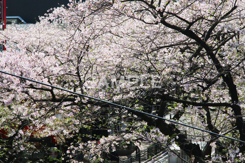 渋谷の桜,桜ヶ丘,坂,桜,ソメイヨシノ,そめいよしの,さくら,サクラ,桜まつり,花見,お花見,花,お花,フラワー,はな,flower,綺麗,きれい,キレイ,満開,咲,渋谷,しぶや,春,shibuya,blossom,japan