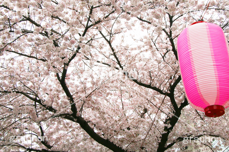 自由が丘-桜,桜,ソメイヨシノ,そめいよしの,さくら,サクラ,桜まつり,花見,お花見,花,お花,フラワー,はな,綺麗,きれい,キレイ,満開,咲,自由が丘,祭り,まつり,春,目黒区,ちょうちん,提灯,提燈,九品仏川緑道,九品仏,緑道,flower,blossom,japan