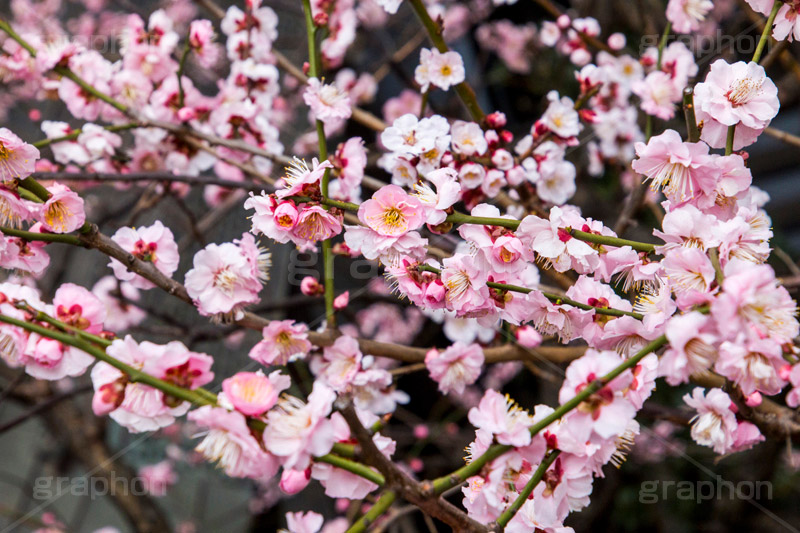 梅の花,梅,うめ,春,季語,花見,お花見,花,華,フラワー,お正月,正月,年賀状,flower,spring,japan