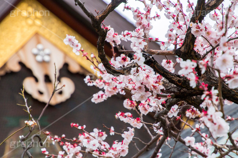 湯島天神の梅,梅,うめ,春,季語,湯島天満宮,文京区,神社,湯島神社,湯島天神,spring,japan,学問,合格祈願,参拝,まつり,祭り,花見,お花見,花,華,フラワー,flower