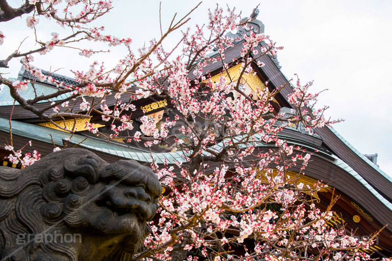 湯島天神の梅,梅,うめ,春,季語,湯島天満宮,文京区,神社,湯島神社,湯島天神,spring,japan,学問,合格祈願,参拝,まつり,祭り,花見,お花見,花,華,フラワー,flower