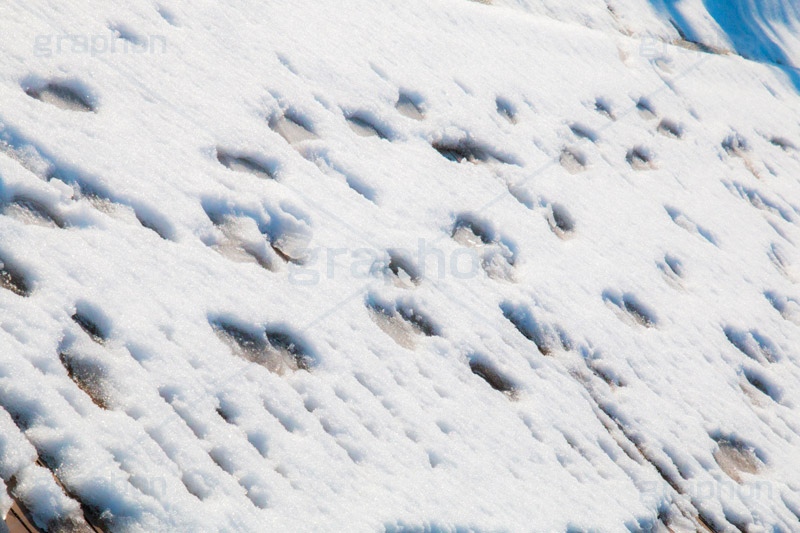 雪,ゆき,積,足跡,跡,冬,snow,winter