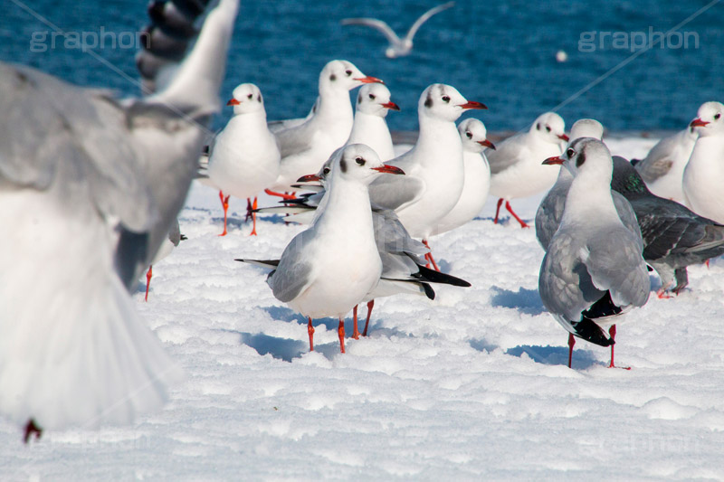 お台場の雪とカモメ,雪,積雪,残雪,寒波,鳥,野鳥,鴎,かもめ,カモメ,ユリカモメ,海辺,海岸,お台場,台場,東京都港区台場,東京臨海副都心,御台場,東京湾,港区,積もる,積雪,たくさん,群れ,東京,tokyo,DAIBA,snow,winter