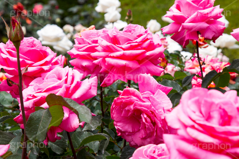 バラ,花,お花,フラワー,ローズ,flower,rose,園芸種,灌木,低木,つる植物,春,spring,薔薇