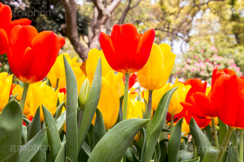 チューリップ畑,チューリップ,ちゅーりっぷ,花,お花,フラワー,はな,flower,花畑,花壇,キレイ,きれい,綺麗,満開,咲,春,tulip,spring