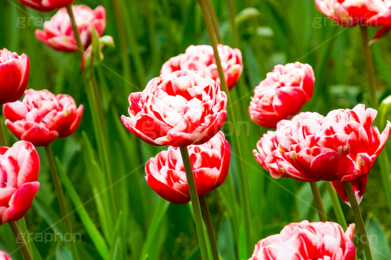 チューリップ畑,チューリップ,ちゅーりっぷ,花,お花,フラワー,はな,flower,花畑,花壇,キレイ,きれい,綺麗,満開,咲,春,tulip,spring