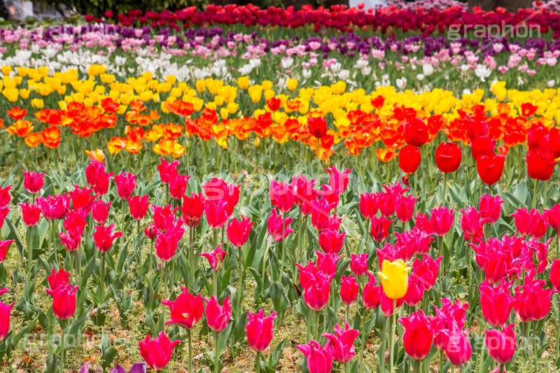 チューリップ畑,チューリップ,ちゅーりっぷ,花,お花,フラワー,はな,flower,花畑,花壇,キレイ,きれい,綺麗,満開,咲,春,tulip,spring