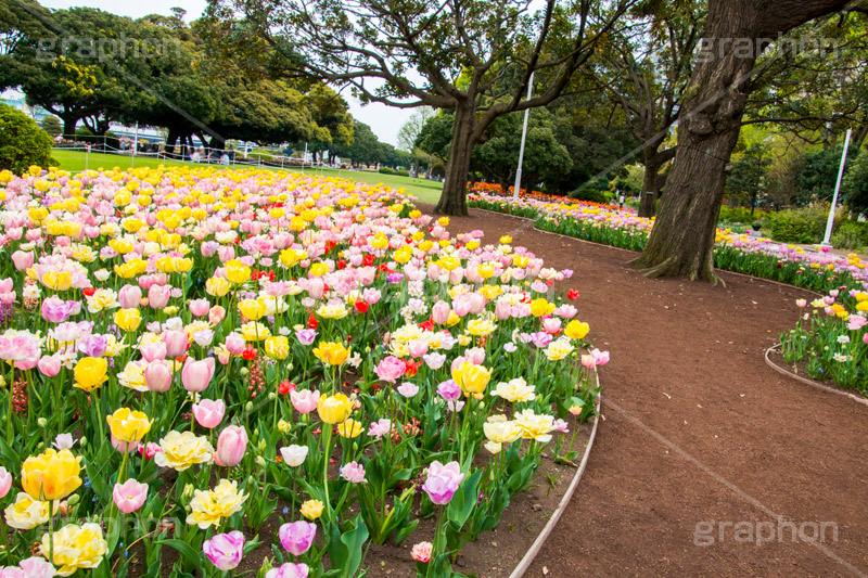 山下公園のチューリップ,山下公園,春,チューリップ,花,フラワー,spring,flower,tulip,pastel,パステル,花壇,横浜港,横浜,神奈川