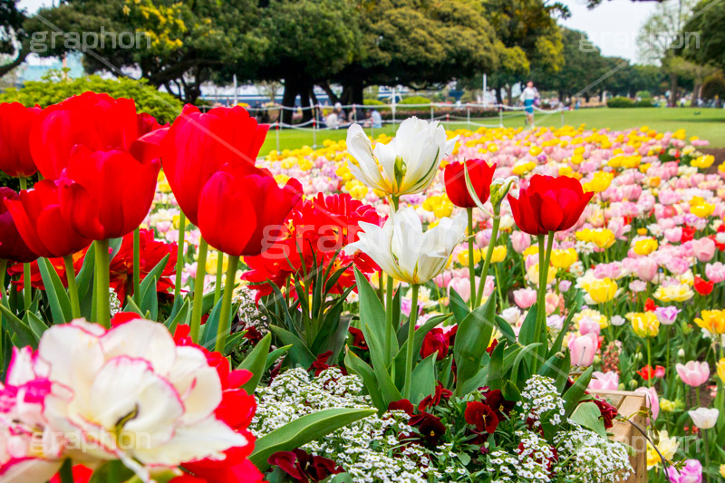 山下公園のチューリップ,山下公園,春,チューリップ,花,フラワー,spring,flower,tulip,pastel,パステル,花壇,横浜港,横浜,神奈川