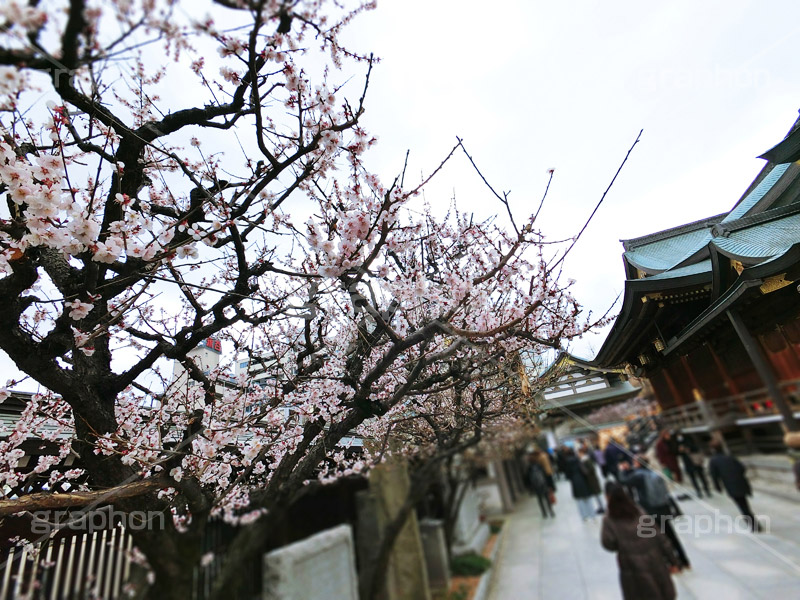 湯島天神の梅,梅,うめ,春,季語,湯島天満宮,文京区,神社,湯島神社,湯島天神,spring,japan,学問,合格祈願,参拝,まつり,祭り,花見,お花見,花,華,フラワー,flower