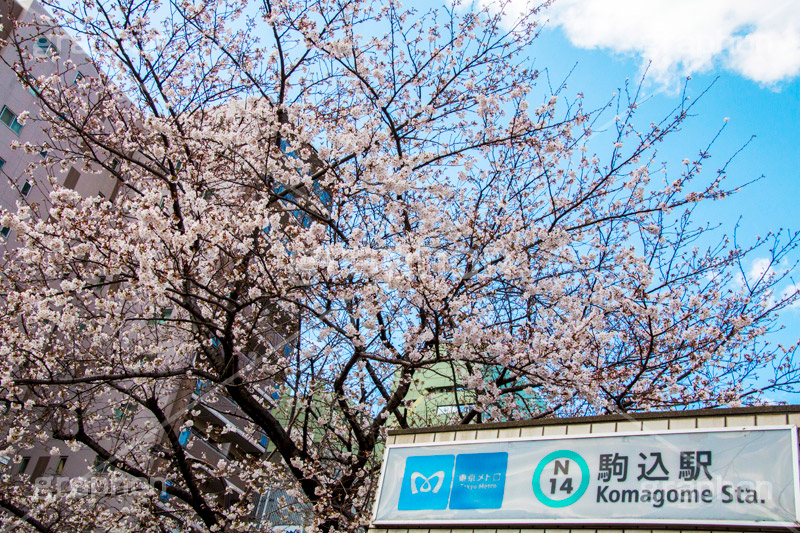 駒込駅前の桜,駒込,駅前,桜,さくら,ソメイヨシノ,豊島区,駒込駅,東京メトロ,南北線,看板,標示,blossom,spring,flower,japan,青空