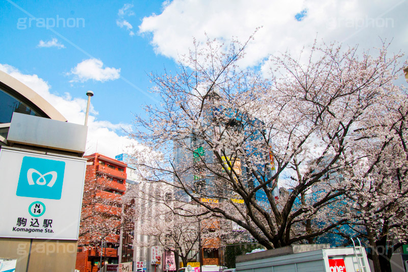 駒込駅前の桜,駒込,駅前,桜,さくら,ソメイヨシノ,豊島区,駒込駅,南口,ロータリー,バス停,東京メトロ,南北線,看板,標示,blossom,spring,flower,japan