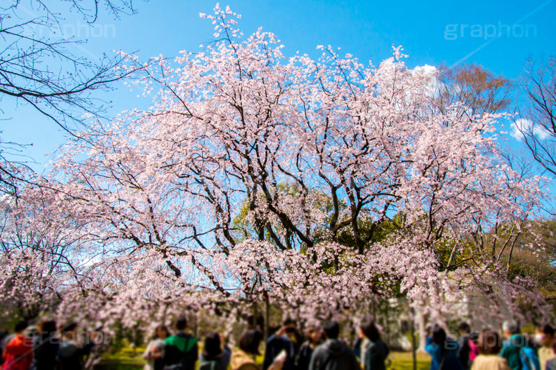 六義園のしだれ桜,六義園,東京都,文京区,庭園,日本庭園,枝垂桜,しだれ桜,さくら,桜,花,フラワー,春,spring,tokyo,flower,庭,名所,満開,咲く,blossom,japan,青空