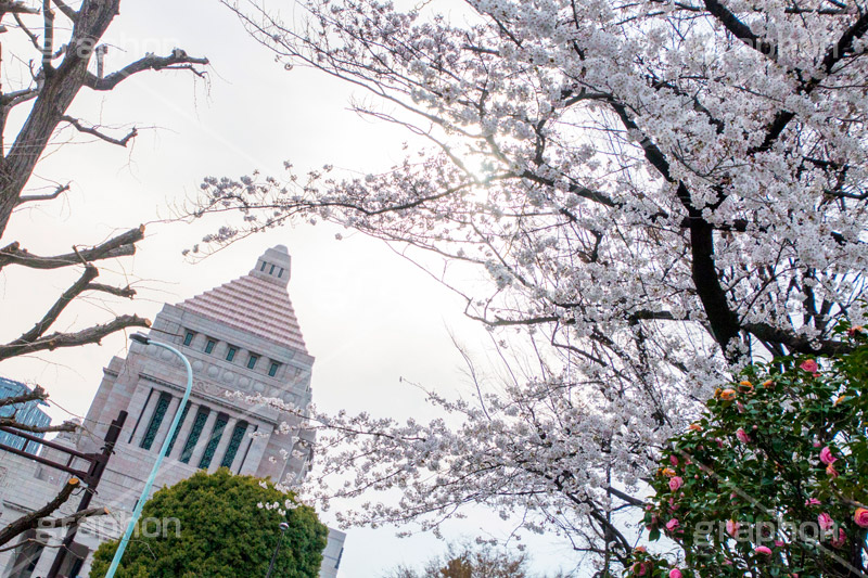 国会議事堂と桜,さくら,桜,開花,つぼみ,春,フラワー,国会議事堂,国会,中枢,国,国家,日本,japan,spring,flower,政治,政治家,議員,議会,霞が関,politics,government,政権,権力,選挙,デモ,シンボル,symbol,帝国,参議院,衆議院,永田町,ソメイヨシノ,blossom,tokyo