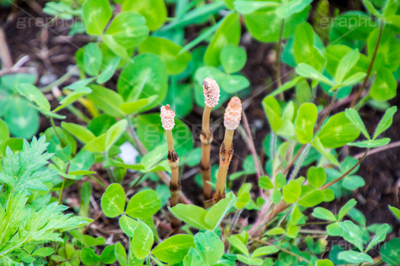 野に咲くつくし,つくし,ツクシ,土筆,野菜,スギナ,春,spring,季節,野原,雑草,季語