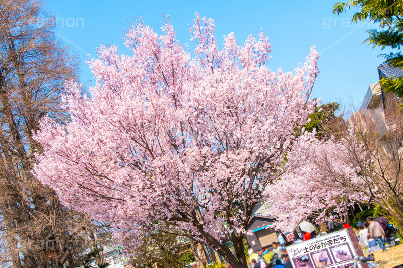 碑文谷公園の桜,碑文谷,公園,さくら,桜,春,フラワー,学芸大学,japan,spring,flower,park,花見,満開,目黒区,blossom,青空