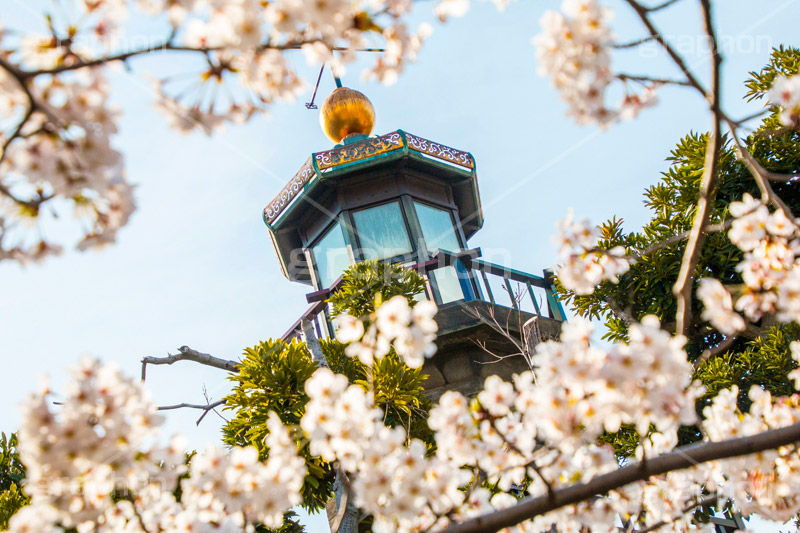 九段下の桜,武道館,九段下,牛ヶ淵,桜,ソメイヨシノ,さくら,サクラ,桜まつり,花見,お花見,花,お花,フラワー,はな,flower,綺麗,きれい,キレイ,満開,咲,祭り,まつり,春,千代田区,blossom,japan,spring