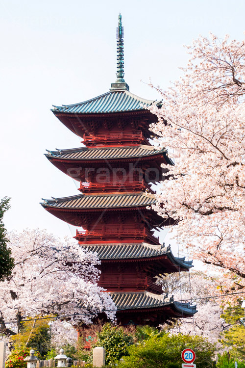 池上本門寺の桜,池上本門寺,寺,参拝,大田区,五重塔,塔,日蓮宗,池上,桜,さくら,サクラ,花見,お花見,花,お花,フラワー,はな,春,blossom,japan,spring,flower