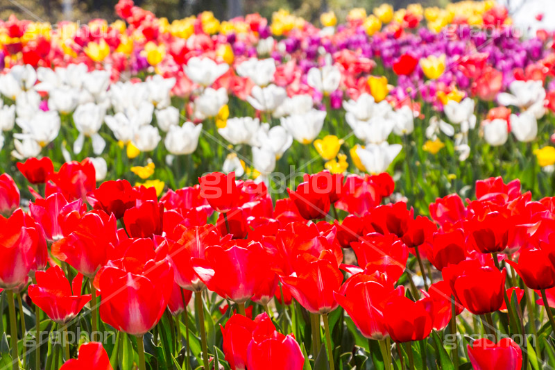 チューリップ畑,チューリップ,ちゅーりっぷ,花,お花,フラワー,はな,花畑,キレイ,きれい,綺麗,満開,咲,咲いた,さいた,春,花壇,tulip,spring,flower