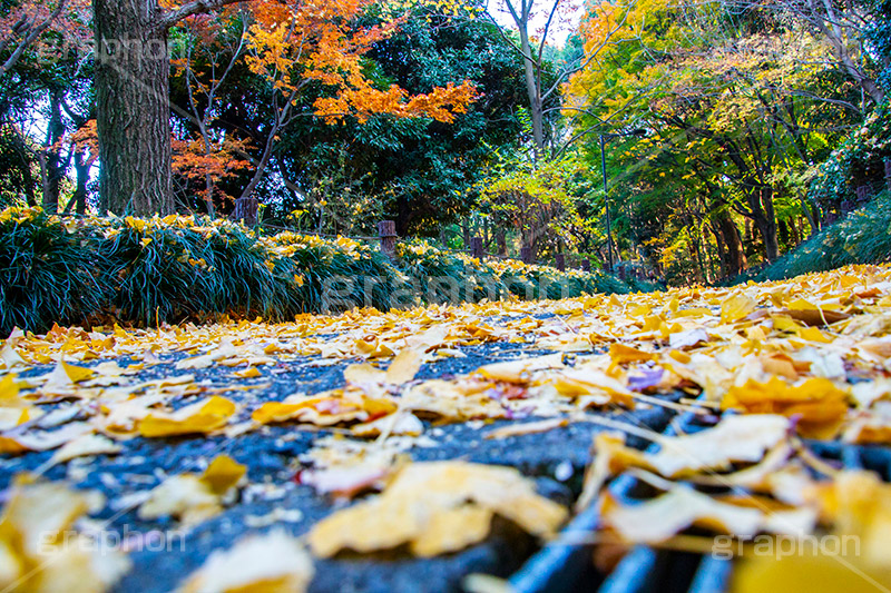 北の丸公園の紅葉,北の丸公園,千代田区,皇居,国民公園,公園,江戸城,九段下,武道館,秋,紅葉,park,autumn,落ち葉,イチョウ,いちょう,銀杏