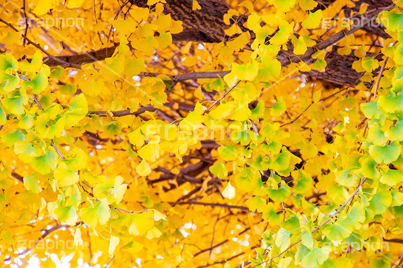 いちょうの葉,いちょう,イチョウ,銀杏,紅葉,こうよう,もみじ,モミジ,紅葉狩り,黄葉,落葉広葉樹,カエデ科,秋,季語,色づく,キレイ,きれい,綺麗,照紅葉,照葉,japan,autumn