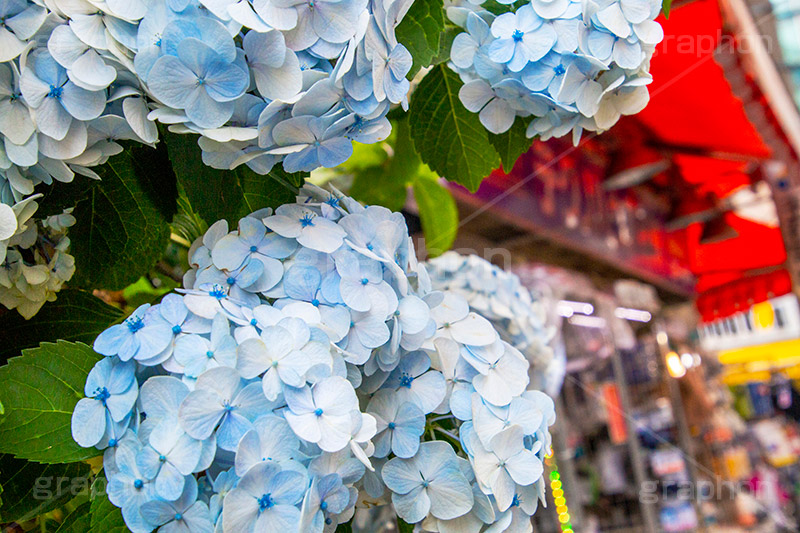 梅雨の秋葉原,梅雨,秋葉原,つゆ,あじさい,アジサイ,紫陽花,花,ホンアジサイ,季語,フラワー,flower,6月,電気街,千代田区