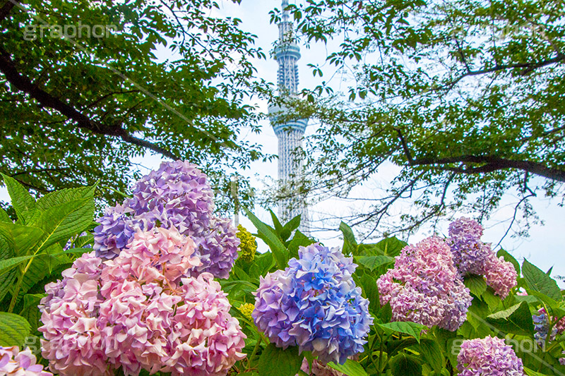 隅田公園のあじさい,隅田公園,あじさい,アジサイ,梅雨,つゆ,紫陽花,花,ホンアジサイ,季語,フラワー,flower,park,asakusa,隅田川,公園,台東区,浅草,6月