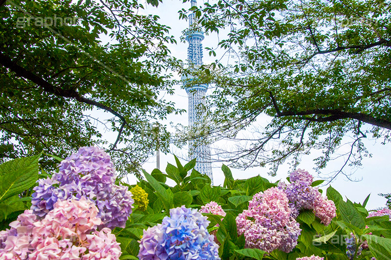 隅田公園のあじさい,隅田公園,あじさい,アジサイ,梅雨,つゆ,紫陽花,花,ホンアジサイ,季語,フラワー,flower,park,asakusa,隅田川,公園,台東区,浅草,6月