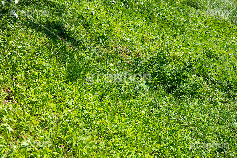 生い茂る雑草,雑草,草,青々,自然,草刈り,生命力,植物,強い,草木,自然,葉,葉っぱ,茂る,フルサイズ撮影