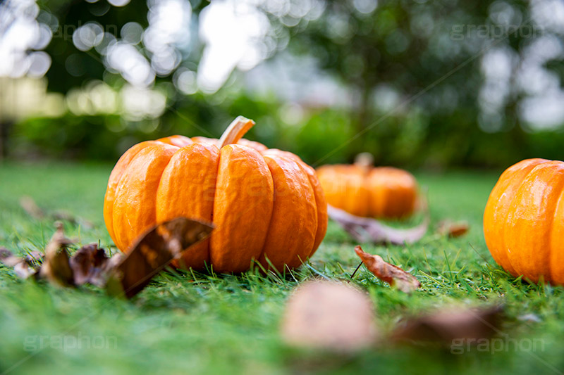 パンプキン,かぼちゃ,カボチャ,南瓜,ハロウィンオーナメント,ジャックオーランタン,ハロウィン,はろうぃん,ハロウィーン,ランタン,オーナメント,飾り,イベント,秋,Halloween,ornament,pumpkin,行事,収穫祭,芝生,枯れ葉,落ち葉,フルサイズ撮影