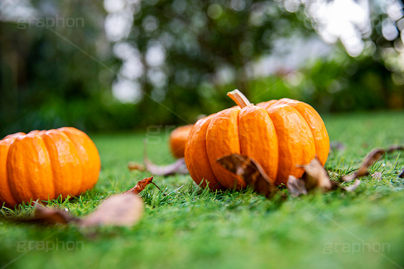 パンプキン,かぼちゃ,カボチャ,南瓜,ハロウィンオーナメント,ジャックオーランタン,ハロウィン,はろうぃん,ハロウィーン,ランタン,オーナメント,飾り,イベント,秋,Halloween,ornament,pumpkin,行事,収穫祭,芝生,枯れ葉,落ち葉,フルサイズ撮影