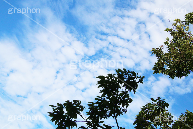 巻積雲,さば雲,サバ雲,巻積雲,空,青空,くも,そら,秋の空,いわし雲,とうろこ雲,波状雲,空/天気,空/雲