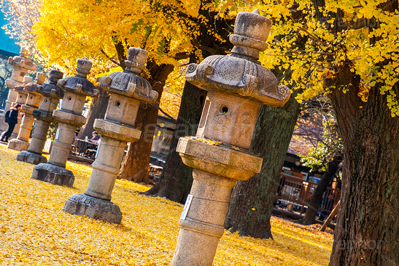 靖国神社の紅葉,千代田区,九段下,靖国神社,秋,紅葉,イチョウ,いちょう,銀杏,並木,黄色,イチョウのじゅうたん,灯篭,autumn,japan