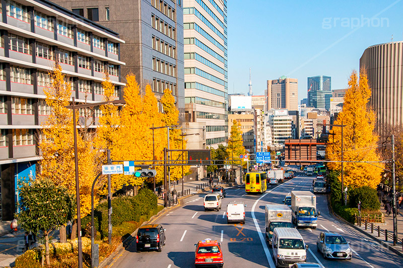 秋の九段下,千代田区,九段下,武道館,秋,紅葉,autumn,イチョウ,いちょう,銀杏,並木,黄色