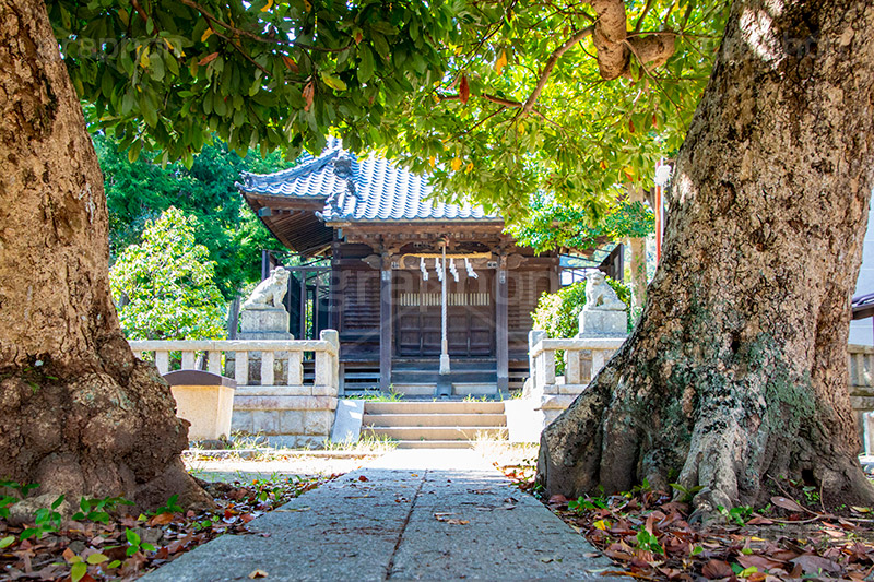 八坂大神,神社,参拝,神奈川,鎌倉,荒,草木,樹木,狛犬