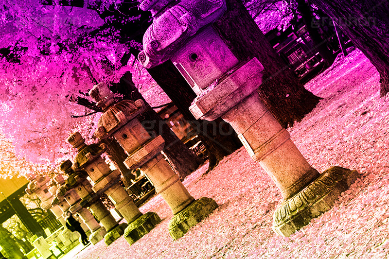 靖国神社,Gradation Jjapan,gradation,japan,日本,グラデーション,カラフル,お洒落,おしゃれ,オシャレ,味わい,雰囲気,東京,tokyo,デュオトーン,duotone