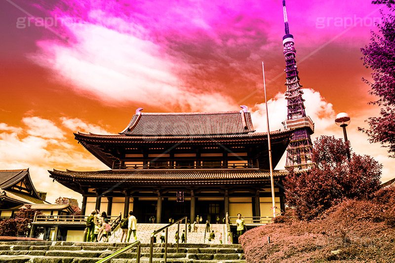 増上寺,Gradation Jjapan,gradation,japan,日本,グラデーション,カラフル,お洒落,おしゃれ,オシャレ,味わい,雰囲気,フルサイズ撮影,東京,tokyo,デュオトーン,duotone