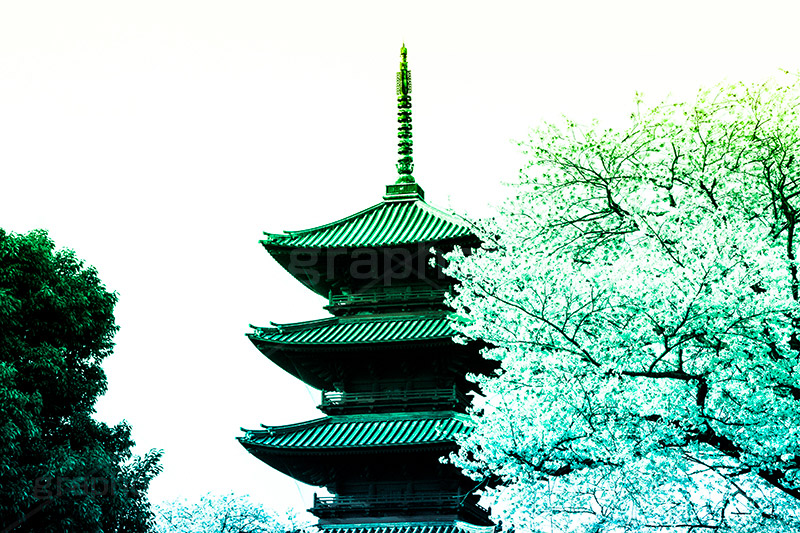 池上本門寺,Gradation Jjapan,gradation,japan,日本,グラデーション,カラフル,お洒落,おしゃれ,オシャレ,味わい,雰囲気,東京,tokyo,デュオトーン,duotone