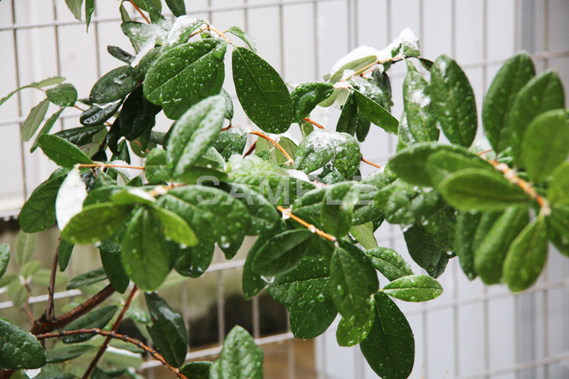 雪,ゆき,積,植物,草,冬,snow,winter