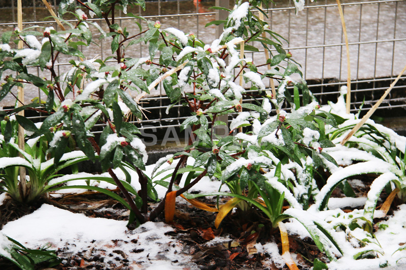 雪,ゆき,積,植物,草,冬,snow,winter